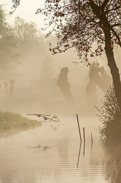 birds in the fog by Dirk van Egmond