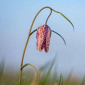 kievitsbloem van Harry Siegers