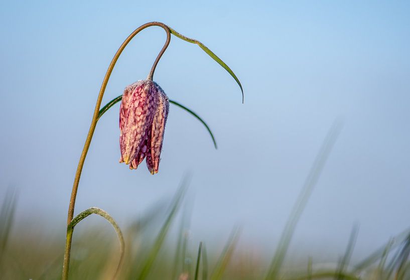 kievitsbloem by Harry Siegers
