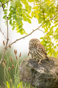 owl in beautiful surroundings by Kris Hermans