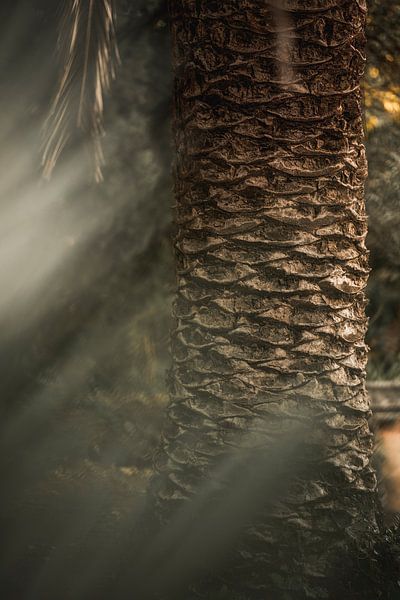 Palm tree in Gold Light Texture and Shadow Play by Femke Ketelaar