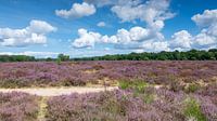 https://www.werkaandemuur.nl/nl/shopwerk/Westerheide-in-bloei/1018155 by Peter Veerman thumbnail