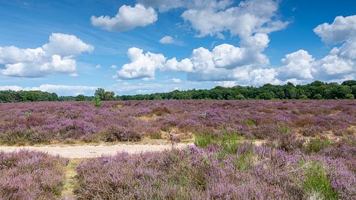 Westerheide in bloei