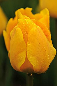 Gele Tulp van Marjan Kooistra