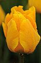 Gele Tulp van Marjan Kooistra thumbnail