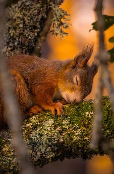 Sanfter Waldschlummer – Schlafendes Eichhörnchen im Abendlicht