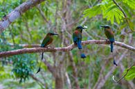 Motmot's par Jeroen Meeuwsen Aperçu