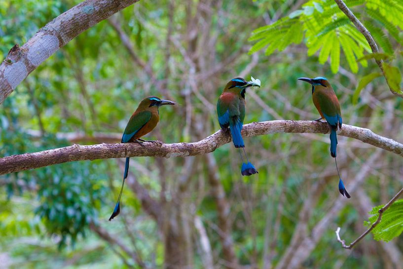 Motmot's van Jeroen Meeuwsen