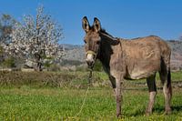 Een Griekse ezel op de Lassithi Hoogvlakte op Kreta