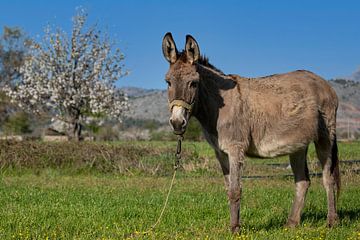 Een Griekse ezel op de Lassithi Hoogvlakte op Kreta van Chantalla Photography