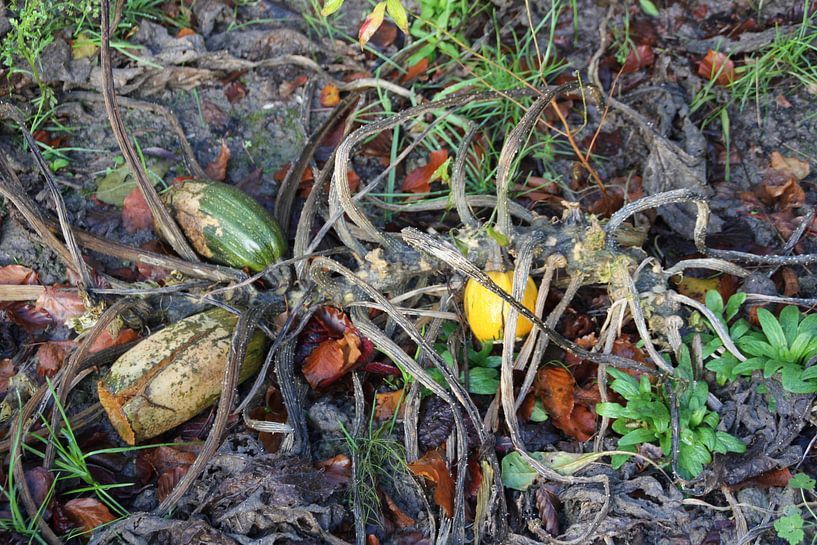 Courgettes in de herfst. von Maurice Smit