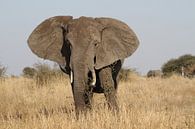 Elefant Südafrika von Jeroen Meeuwsen Miniaturansicht