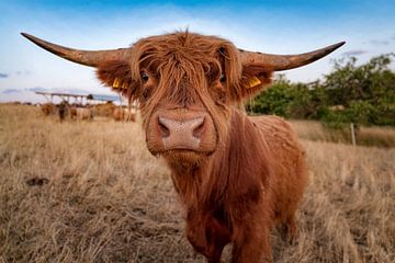 Highland cattle by Andre Michaelis