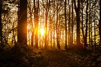 Zon schijnt laag door de bomen.