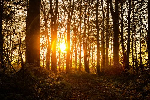 Zon schijnt laag door de bomen.