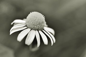 Wilde margriet van Shutterbalance