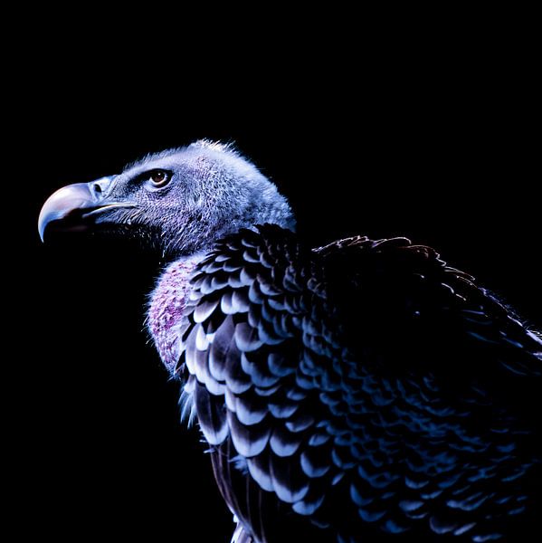 Vautour fauve par Ken Kühlbrandt