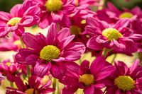 Vrolijke kleuren van geel met roze chrysanten close up