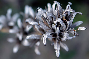 silver mood