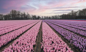 Fields of pink and purple flowers by Sanne Dost