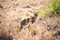 WILD LIFE