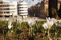 Eine weisse Krokus Wiese mit Blick auf ein weisses Haus