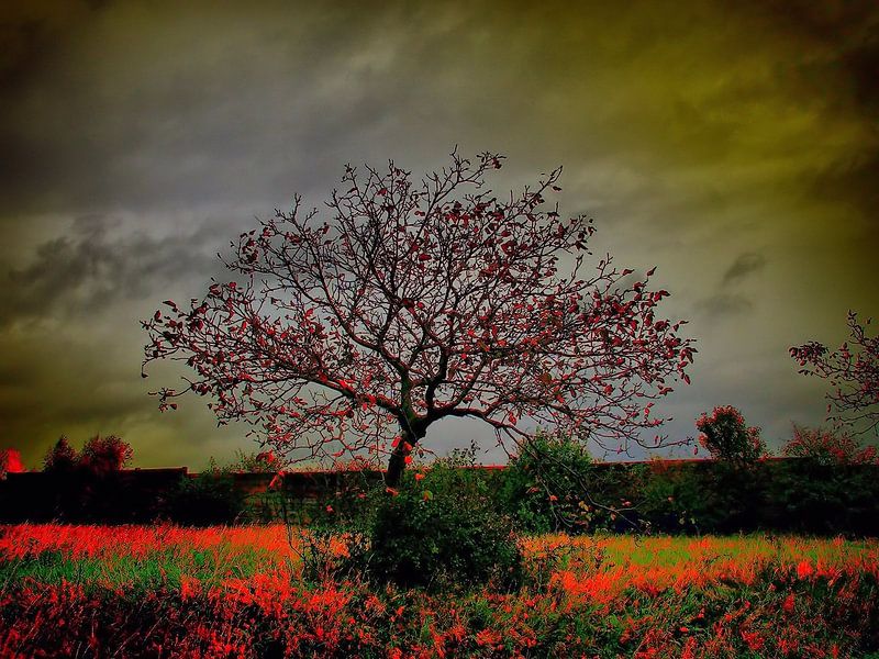 Traumbaum by Ilona Picha-Höberth