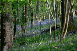 Zauberhafter violetter Blumenteppich im Frühlingswald