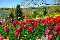 Bright tulips