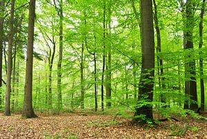 Forêt de hêtres