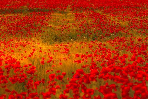 Coquelicots rouges
