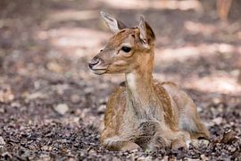 Little deer in the forest on baldation