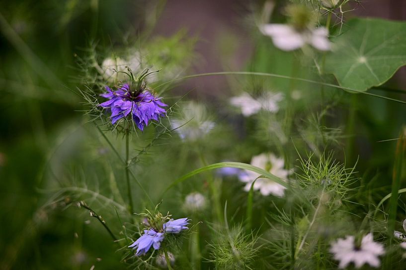 Little miss in green by Jurjen Melinga