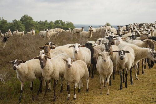 Lemelerberg sheep flock