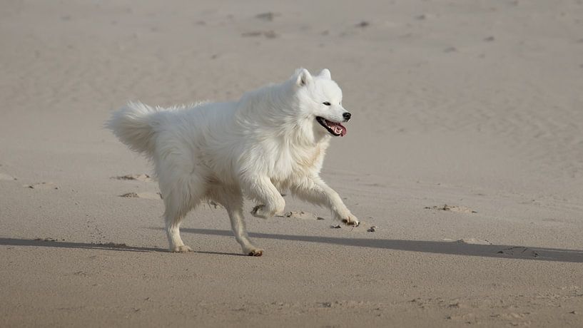 Samoyed by Bo Valentino
