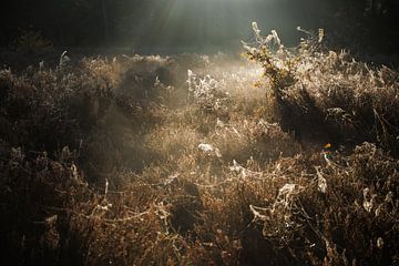 Atmospherically lit moors in the morning light by Jan Eltink