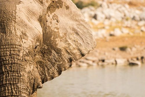 Een olifant in het wild