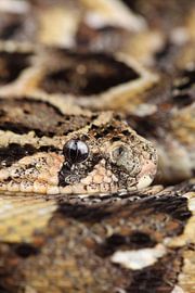 Puff Adder (Bitis arietans) by Ronald Pol