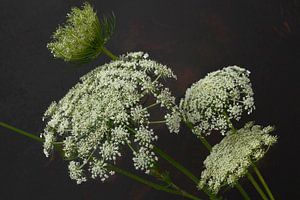 Blumen. Doldenblütler. Wilde Karotte. 3