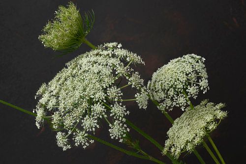 Bloemen. Schermbloemen. Wilde peen. 3