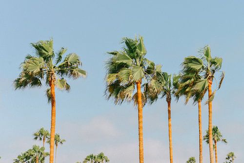 Palm trees | Miami | USA | Travel photography
