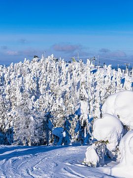 Landscape with snow and trees in winter in Ruka, Finland