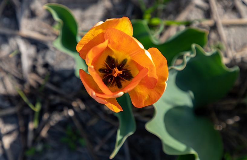 Floral photography - Tulip... by Bert v.d. Kraats Fotografie