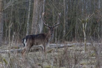 deer in the silent core Zeewolde by Robinotof