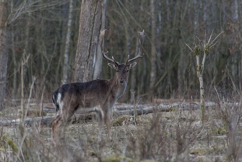 hert in de stille kern Zeewolde