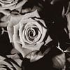 Rozen in zwart wit van Nick van Dijk