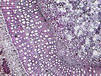 Stam van hout onder een microscoop