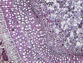 Holzstamm unter dem Mikroskop von Wijco van Zoelen