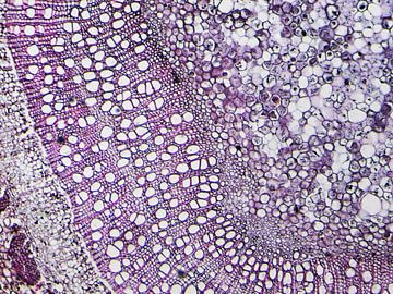 Stam van hout onder een microscoop van Wijco van Zoelen