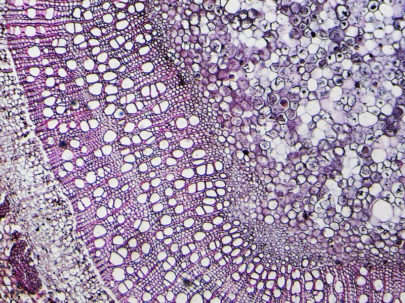 Stem of wood under a microscope by Wijco van Zoelen
